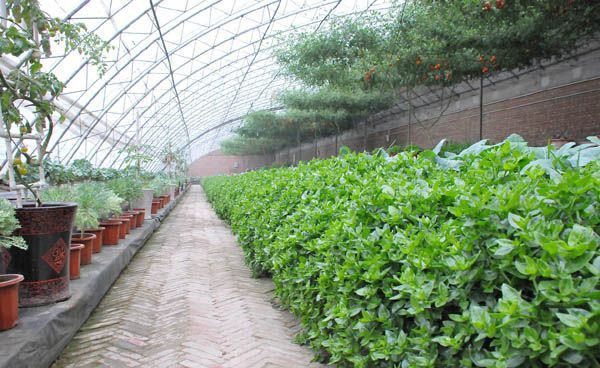 ��������ҩ�ü�ֵ