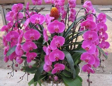 ��Ǩ֮ϲ�ͻ��ͽ���