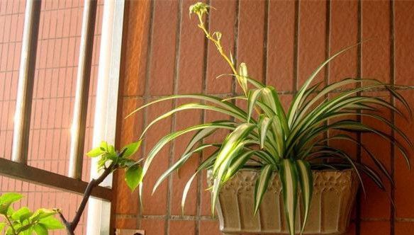 ����ͼҾ���Ʒ