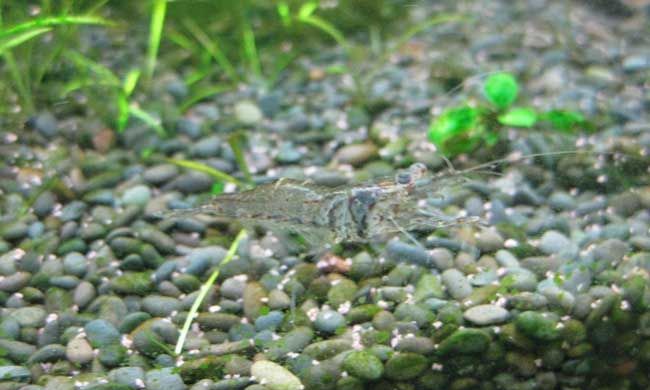 ��Ϻ��ʲôʳ��