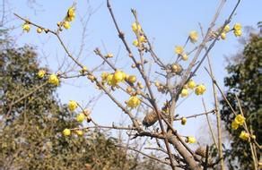 ��÷����ֳ����