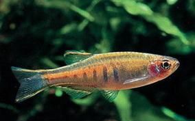 ������Ĵ��ۼ����뷱ֳ