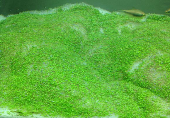 ��ޢ����ʽ���徫����Ĥ