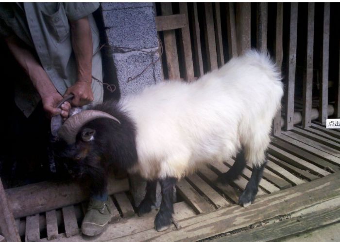 �ڹ�������ϰ��