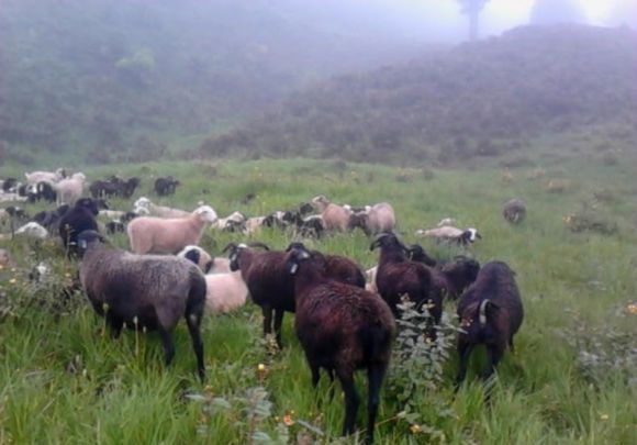 �ڹ�����ò����