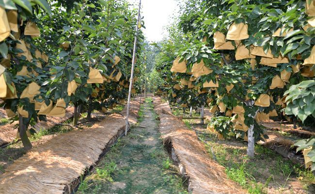 ��������г��۸�