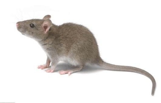 ������ҧ��Ѫ�취֮�ƾ���ϴ