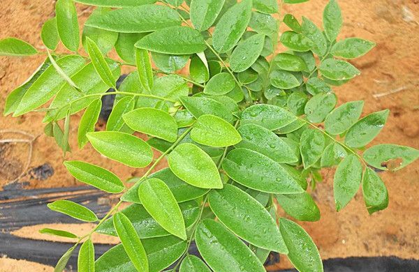 �ƻ����������