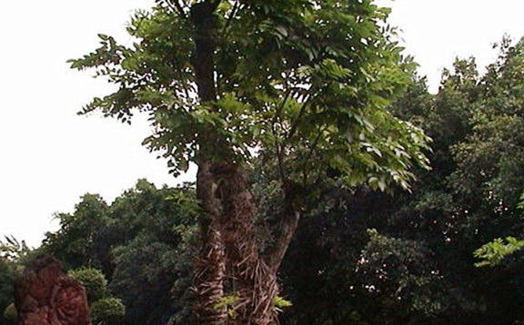 �ƻ�����������