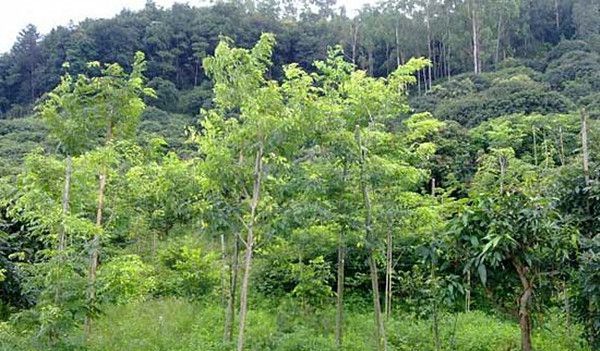 �ƻ������ļ�ֵ