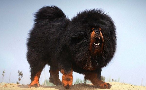 ��ʶ����