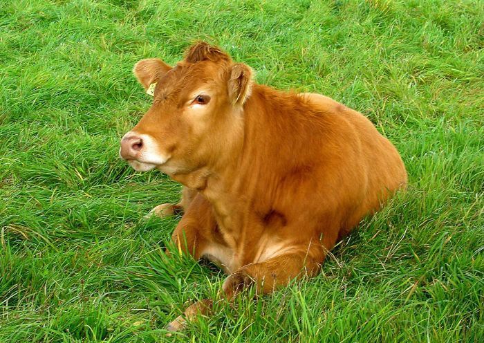 ţ�м���θ֮��θ