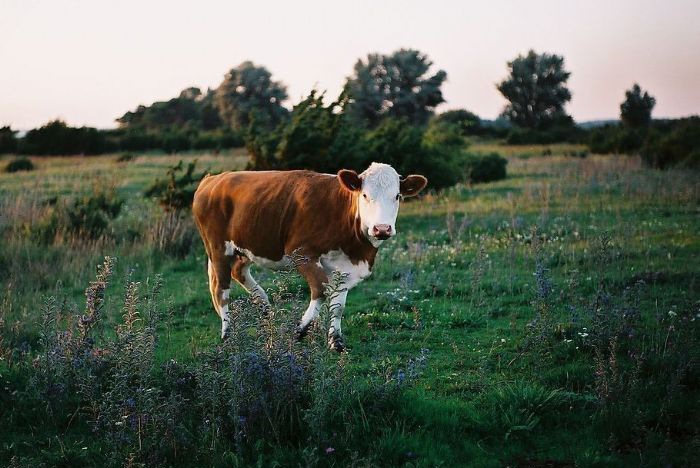 ţ�м���θ֮��θ