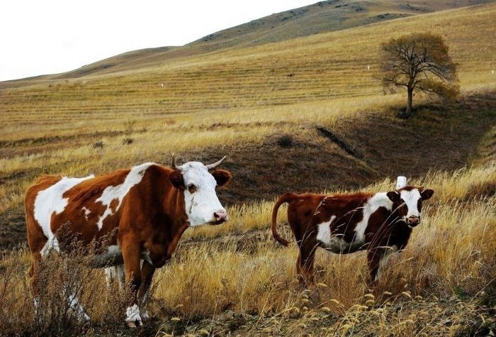 ţ�м���θ֮�ذ�θ