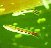 Ǧ���������Ϣ