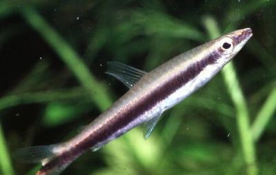 Ǧ���㷱ֳ�ص�