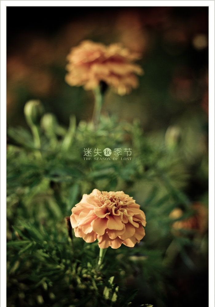 ��ʧ�ļ��ڸ�������