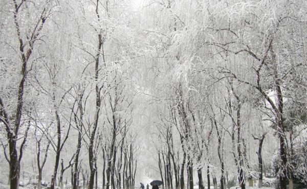 ������ƺ�����