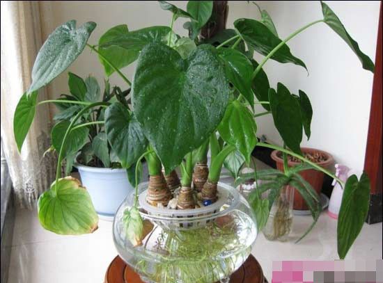 ˮ���ˮ����