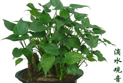 ��ˮ����