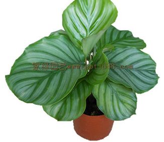 ��ƻ������