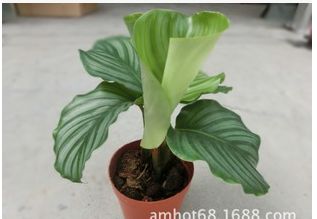 ��ƻ������