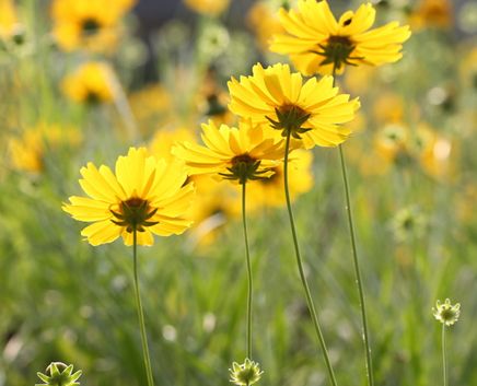 ��˹�յĻ��ܻ���