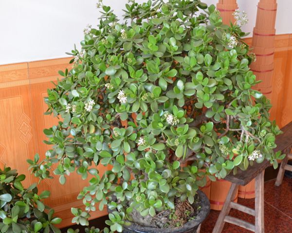 ������ô��