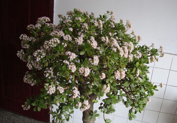 ������ô��