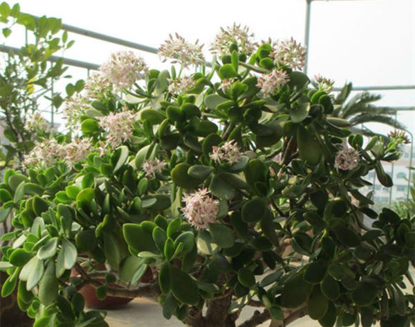 ������ô��