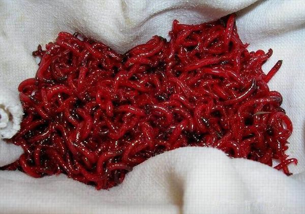 �����ô��