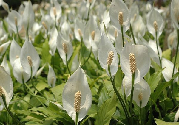 һ����˳����ô��