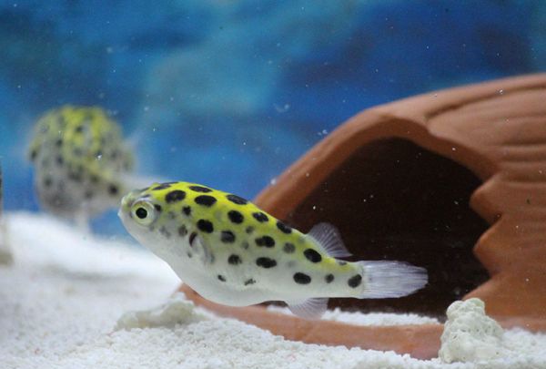 Ǳˮͧ����ô��