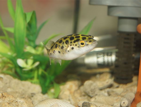 Ǳˮͧ����ô��