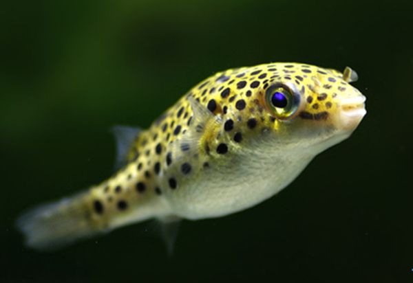 Ǳˮͧ����ô��