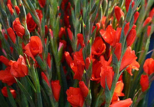 ������ô��