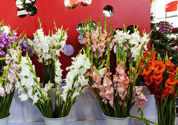 ������ô��