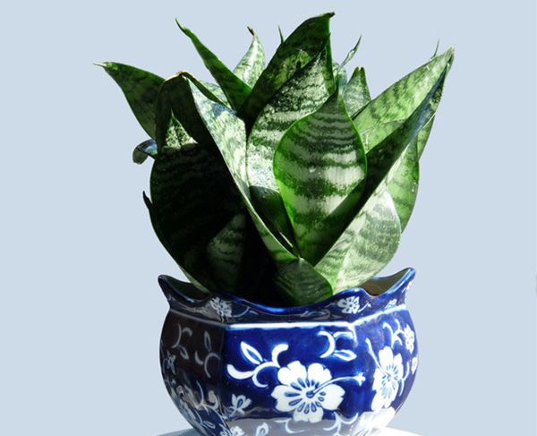 ��Ƥ����ô��