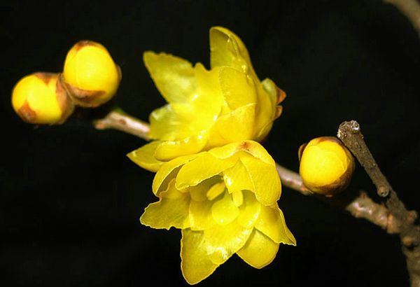 ��÷����ô��