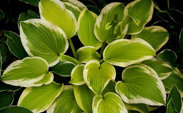 ��������ô��