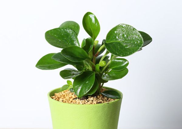 ������ô��