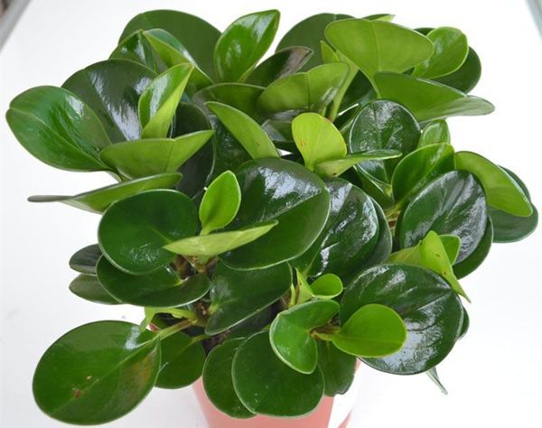 ������ô��