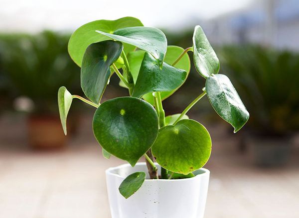 ������ô��