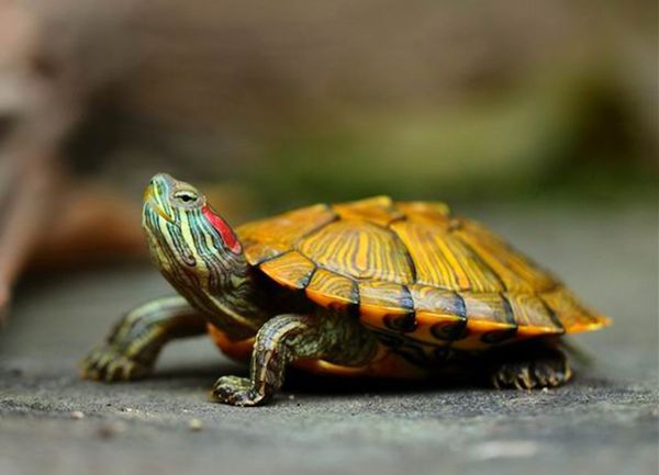 �����궬����ô��