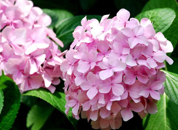 ������ô��