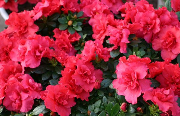 �ž黨��ô��