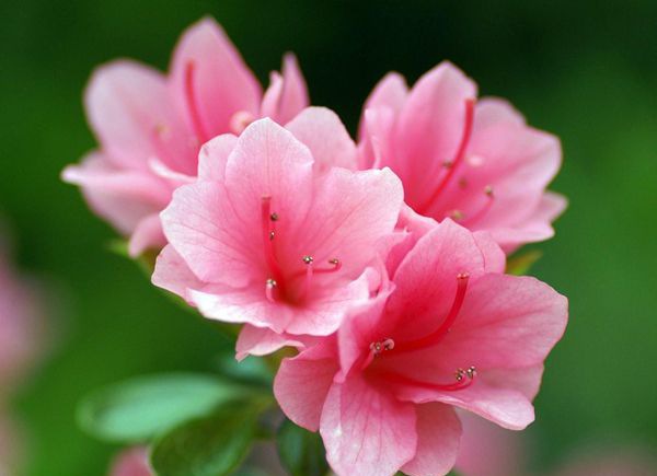 �ž黨��ô��