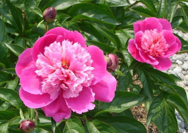 ĵ������ô��