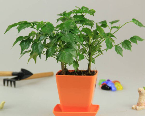 �Ҹ�����ô��