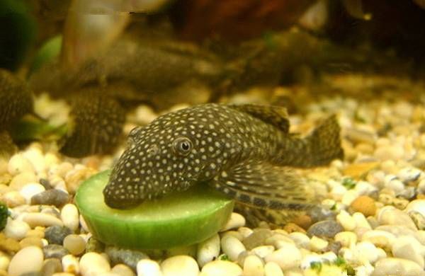 �������ô��